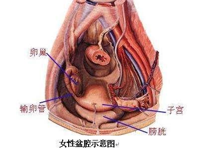 盆腔炎位置图图片