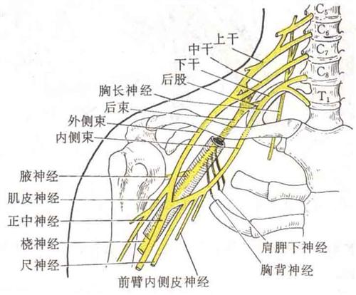 肋间神经的位置图图片