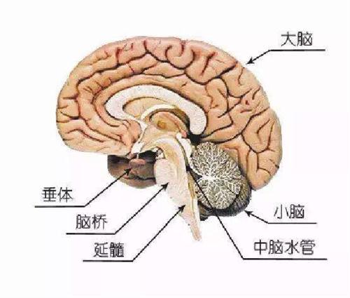 脑垂体大小图片