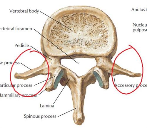第三腰椎横突位置图图片