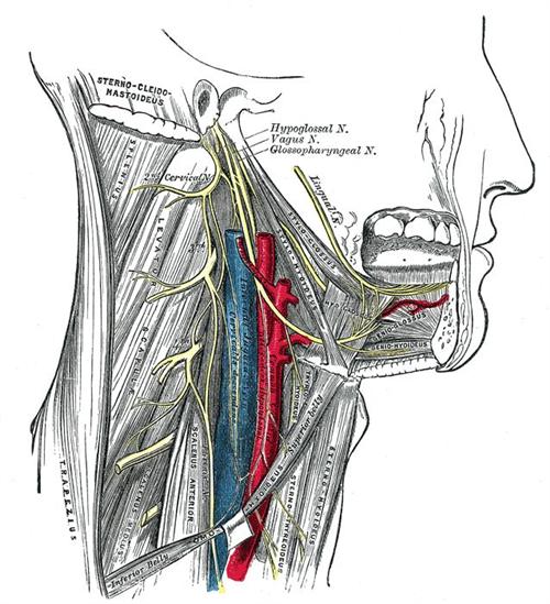 舌神经位置图片