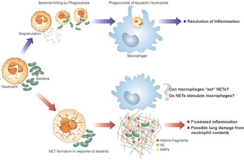 小儿病毒相关吞噬血细胞综合征