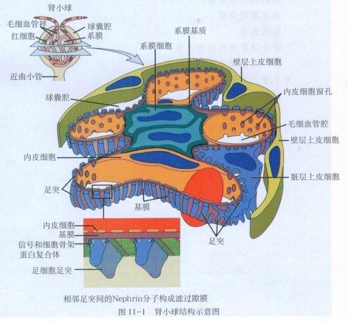肾小球系膜区示意图图片