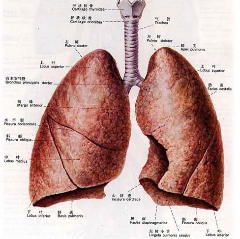 肺吸虫生活史箭头图图片