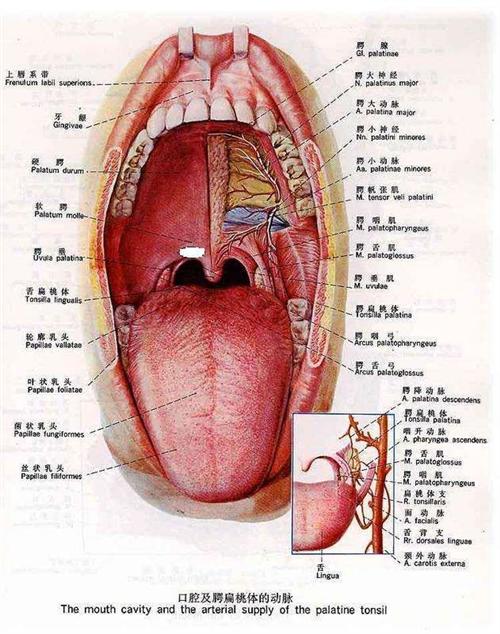 腭舌弓溃疡图片