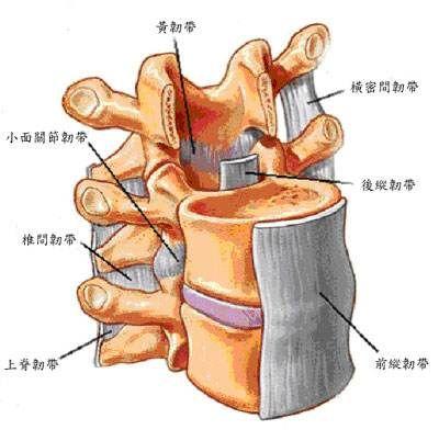 黄韧带肥厚图片