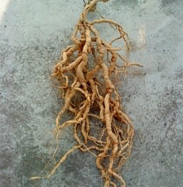 箭叶秋葵的根部图片图片