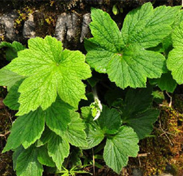 野棉花根