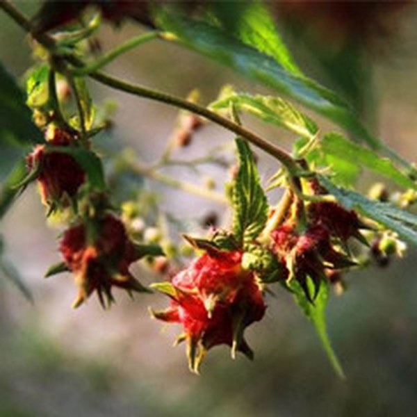 葎草花