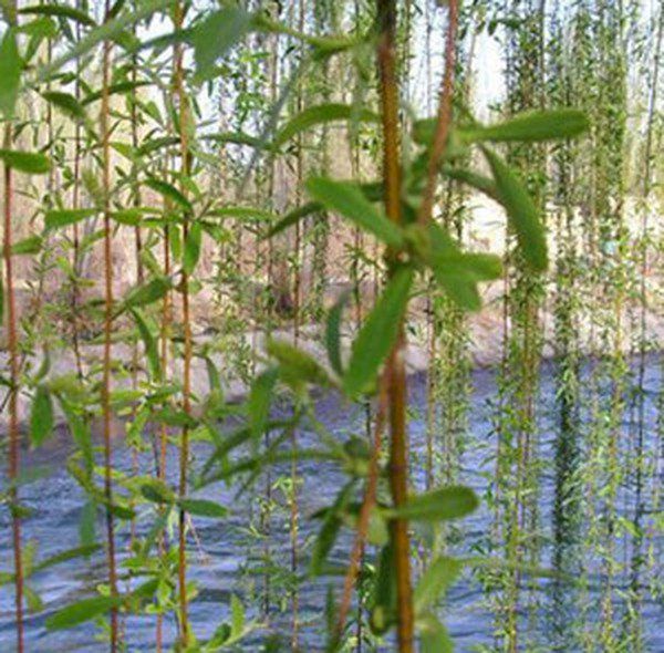 水杨木白皮的功效与作用,水杨木白皮的副作用药效用法图片39药品通