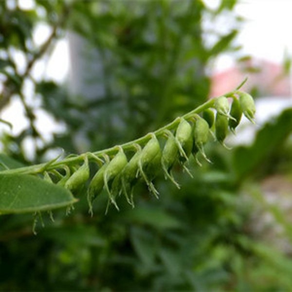 多茎野豌豆