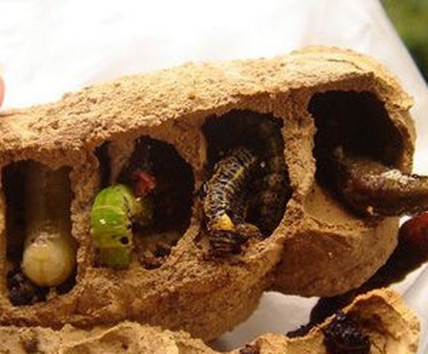 泥蜂幼虫图片图片