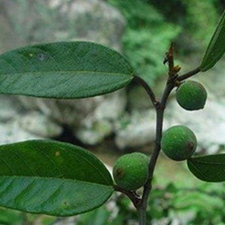 石彭子(崖石榴(《植物名实图考》)，巴梨子、崖荔子(《中国树木分类学》)，石彭彭(《江西中药》)，小木莲(《浙江天目山药植志》)，冰粉子(四川)。)