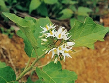 水茄(万桃花、金钮头、山烟草、金衫扣、白花钮仔茄)