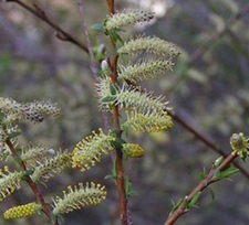 马柳根(小红柳(《中国沙漠地区药用植物》)，乌兰-布勒嘎苏(蒙名)。)