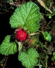 寒莓叶(肺形草、水漂沙、寒刺泡、山火莓、大号刺波)
