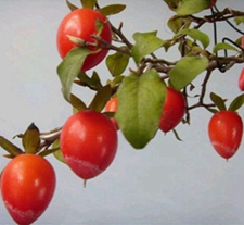 老鸦柿(牛奶柿、丁香柿、月月有、枝柿、丁季李、拳李、糯米饭刺。)