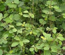 通骨消(白狗肠(《广西中药志》))