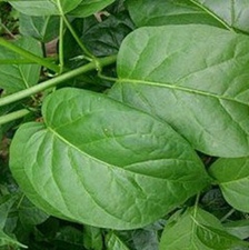 大蛇药(阿婆伞、火蕾木、凉伞木(《广西实用中草药新选》)。)