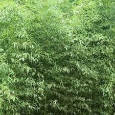 淡竹壳(淡竹箨(《纲目拾遗》)。)