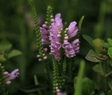 紫花芥(葶苈子，蒺兀萝卜(藏名)。)