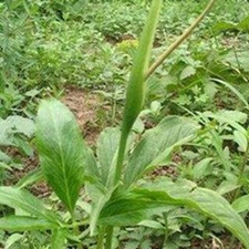 母猪半夏(三步莲(《广西药植名录》)。岩芋、独叶半夏、红半夏、山半夏、小独脚莲(《昆明民间常用草药》)。)