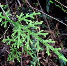 铺地蜈蚣(筋骨草、小伸筋、过山龙(《植物名实图考》)，水杉(《植物学大辞典》)，狗仔草(《广州植物志》)，狮子草、龙须草、舒筋草(《贵州民间方药集》)，土木胶、猫子藤(《福建民间草药》)，石子藤、青筋草、松筋草(《广西中兽医药植》)，收鸡草(《陆川本草》)，蜈蚣草、山毛柏(《南宁市药物志》)，凤凰伸筋(《江西中药》)，鹿角草(《闽南民间草药》)，伸筋草(《淅扛民间草药》)，立筋草(《四川中药志》)，寸金草、寸寸草(《重庆草药》)，合金草(《湖南药物志》)，龙角藤(《福建中草药》)。)