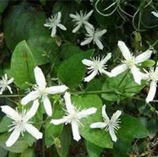铁脚威灵仙叶(黄药子叶)