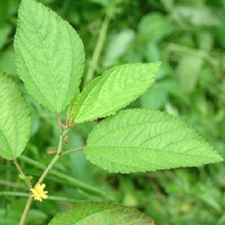 黄麻梗虫(黄麻虫(陶华)，麻虫(《百草镜》)。)