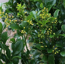 米仔兰(树兰(《台湾府志》)，暹罗花、鱼子兰(《广州植物志》)，千里香(《陆川本草》)，兰花米、珠兰、木珠兰(《四川中药志》)。)