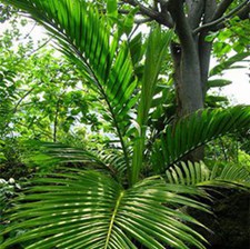 山槟榔(山萝卜、化积药(《云南中草药》)，地葫芦(《中国高等植物图鉴》))