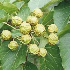 油桐子(桐子(《纲目》)，桐油树子(《岭南采药录》)，高桐子(《民间常用草药汇编》)，油桐果(《福建民间草药》)。)