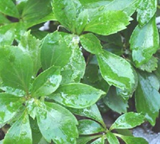 雪山林(捆仙绳(《陕西植药调查))，黄秧连(《浙江天目山药植志》)，长青草(《甘肃卫生通讯》(4)1972)。)