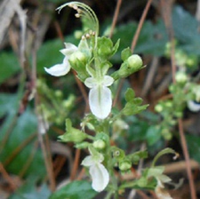 细沙虫草(白花石蚕、野藿香、泡草、香柯柯)