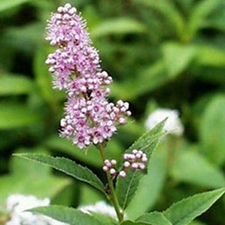 空心柳(马尿溲(《中国高等植物图鉴》)，柳叶绣线菊(《东北植物检索表》)。)