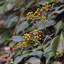 常春藤子