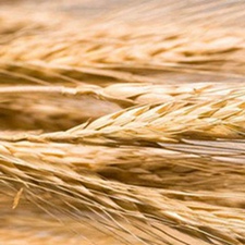 大麦(麰、稞麦、麰麦、牟麦、饭麦、赤膊麦。)