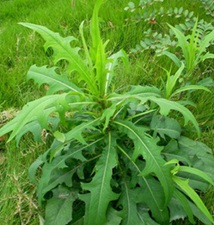 山莴苣(野生菜(《广州植物志》)，土莴苣(中山植物园《栽培植物名录》)，鸭子食(《东北植物检索表》)，苦芥菜、苦菜(《中国药植图鉴》)，野莴苣(《杭州药植志》)，驴干粮、苦马菜、野大烟(《河南中草药手册》)。)