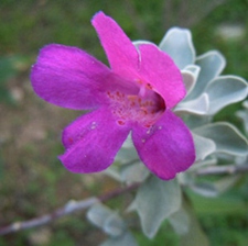 玉芙蓉(仙巴掌,霸王树,火焰,火掌,仙人掌)