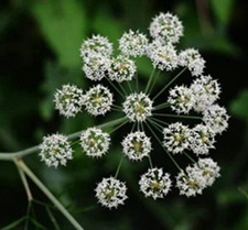 石防风(珊瑚菜(《纲目》)，山葖(《安徽通志》)。)