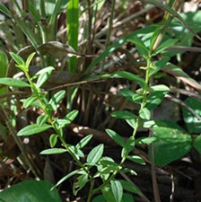 银不换(毛蔘箕藤(广州部队《常用中草药手册》)，银锁匙、金线风(《广西中草药》)。)