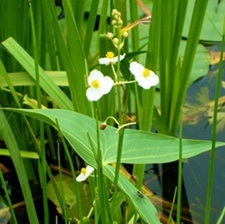 野慈姑(剪刀草(《分类草药性》)，水慈姑、慈姑苗(《四川中药志》)，燕尾草(《贵州草药》)。)