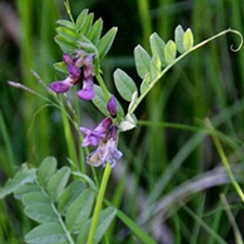 山野豌豆(宿根巢菜(《重要牧草栽培》)，落豆秧、山豌豆，山豆苗、宿根草藤、豆碗碗、涝豆秧(《国产牧草植物》)，山黑豆(《东北药植志》)，透骨草、草藤(《吉林中草药》)。)