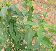 桃茎白皮(桃皮(《本草经集注》)，桃树皮(孙思邀)，桃白皮(《本草图经》)。)