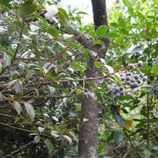 饱饭花枝叶