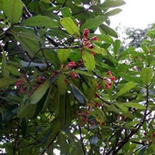红香树(猪头果(《中国高等植物图鉴》)，胖婆茶(《广西植物名录》)，红楣、香叶树(《云南思茅中草药选》)。)