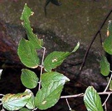 雀梅藤根(对节刺、碎米子、对角刺、酸味、 酸铜子、酸色子)