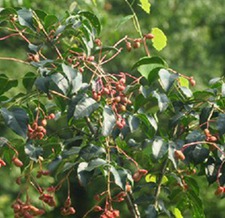 野鸦椿根(花臭木)