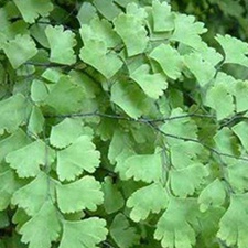 过坛龙(铁线草、黑骨芒、秧居草(《岭南采药录》)，铁线蕨、黑骨芒箕(《广州植物志》)，螺厥蕨、黑脚蕨、五爪黑蕨(《广西药植图志》)，乌脚枪(《陆川本草》)，螺靥蕨(《南宁市药物志》)，铁脚路箕(《江西民间草药》)，铁鲁基、乌蝇翼、小熊胆(《岭南草药志》)，鸡爪莲(《湖南药物志》)，乌脚路基、铁笊篱(《江西民间草药验方》)，铁脚狼萁、双甲草、鸡骨草、乌脚鸡、五爪蕨、铁狼萁(《浙江民间常用草药》)。)