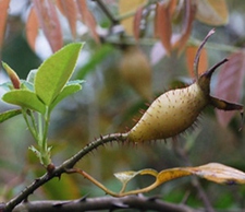 小金樱子(鸡公子)